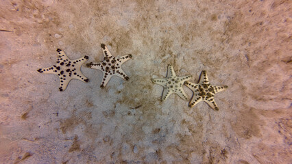 Four starfish lie on sandy seabed in clear shallow water. Top view shows tropical sea stars forming pattern on ocean floor.