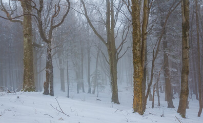 Fototapeta premium quiet winter forest in dense mist, calm seasonal outdoor landscape