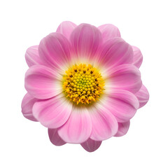 A close-up view of a vibrant pink flower with yellow center, isolated on a plain background