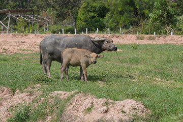 Fototapeta premium Thai buffalo in the field at countryside