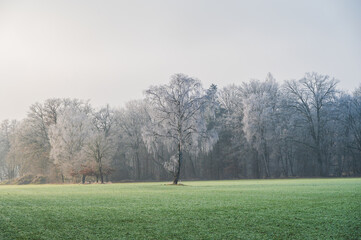 Obraz premium Celle, 29.01.2026