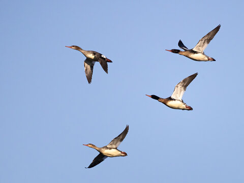 Red-breasted merganser