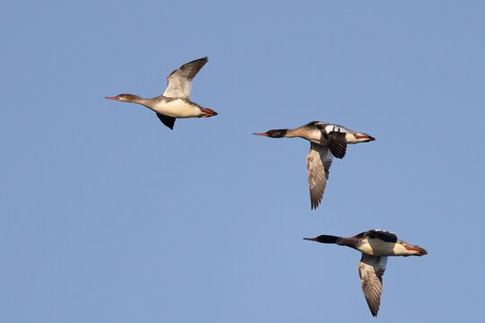 Red-breasted merganser