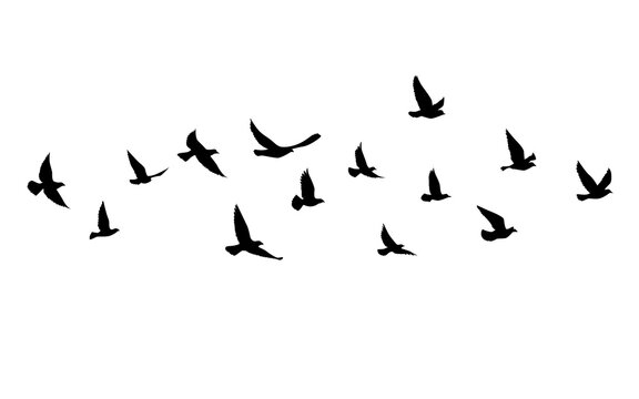 Flying birds silhouettes pattern wallpaper. Vector illustration. isolated bird flying. tattoo design. template for card, package, and wallpaper.