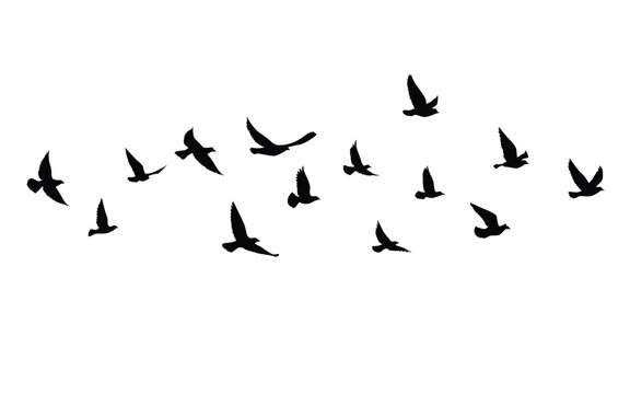 Flying birds silhouettes pattern wallpaper. Vector illustration. isolated bird flying. tattoo design. template for card, package, and wallpaper.