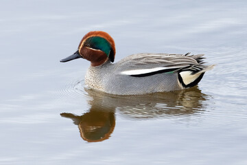 Common teal