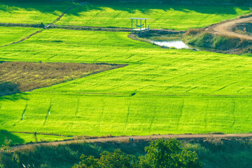Scenic high angle view of vibrant green rice fields and rural farmland. Winding dirt roads and a small river cut through the lush countryside landscape during a sunny afternoon with rich foliage.