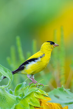 01640-16607 American Goldfinch (Spinus tristis) male on Sunflower Sam Parr St. Pk. Jasper Co. IL