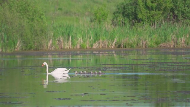 A white swan (Cygnus olor) with chicks swims across a lake against the backdrop of a green spring shore. Slow motion.