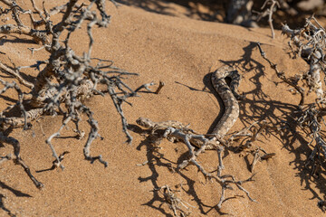 Wide angle view of a Desert Horned Viper (Cerastes cerastes) intertwined within a dry bush in the Namib Desert