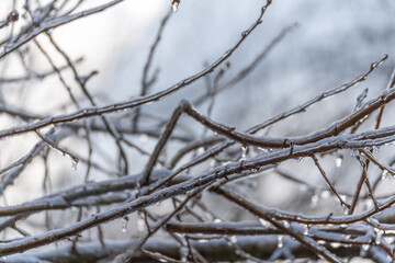 The tree branch is covered in a thick layer of ice and snow, making it look like a frozen sculpture. The branches are twisted and bent, and the snow is piled up on the tips