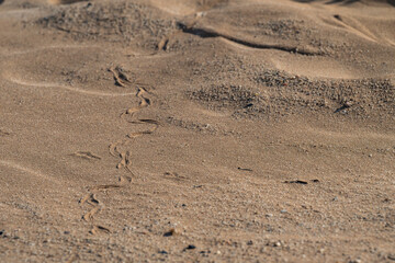 Fresh winding snake tracks impressed upon the soft sand of the Namib Desert before being erased by the wind