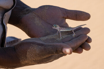 Namib Sand Gecko (Pachydactylus rangei) being gently held in the hands of a specialized reptile guide