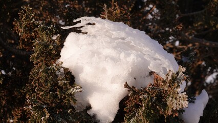 Śnieg na gałęziach krzewu ozdobnego © tomo81