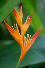 Obraz premium bird of paradise flower