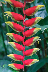 Obraz premium red and yellow flower of heliconia rostrata