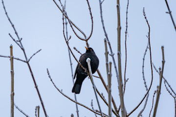Obraz premium A black bird is perched on a branch. The branch is covered in snow. The bird is looking down