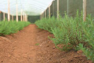 Lush rosemary plants growing in field with green house