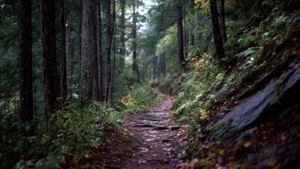 Obraz premium Woodland trail through a dense forest