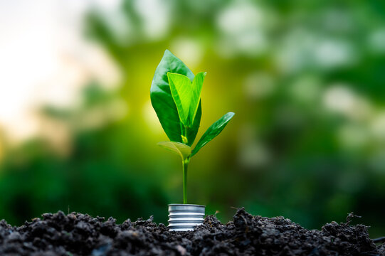 Renewable energy concept Earth Day or environment protection Hands protect forests that grow on the ground and help save the world.