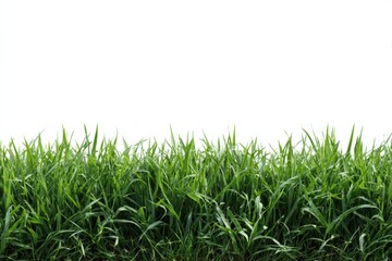 Fototapeta premium Lush green grass against clear white sky