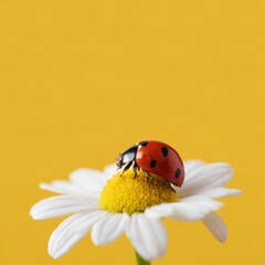 Ladybug on daisy against yellow background
