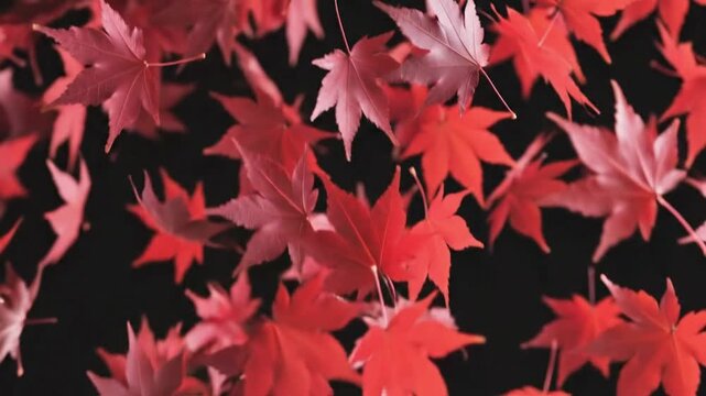 Falling red maple leaves on dark background