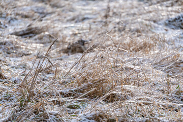 A field of grass covered in frost. The grass is brown and the frost is white. The frost is covering...