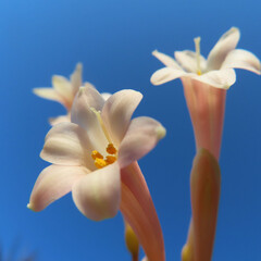 日本で冬にキルタンサスがピンク色の花を咲かせています