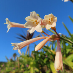 日本で冬にキルタンサスがピンク色の花を咲かせています