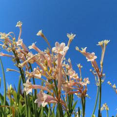 日本で冬にキルタンサスがピンク色の花を咲かせています