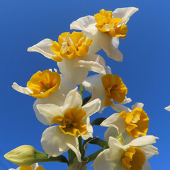 日本で冬にスイセンが白い花を咲かせています