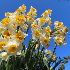 日本で冬にスイセンが白い花を咲かせています