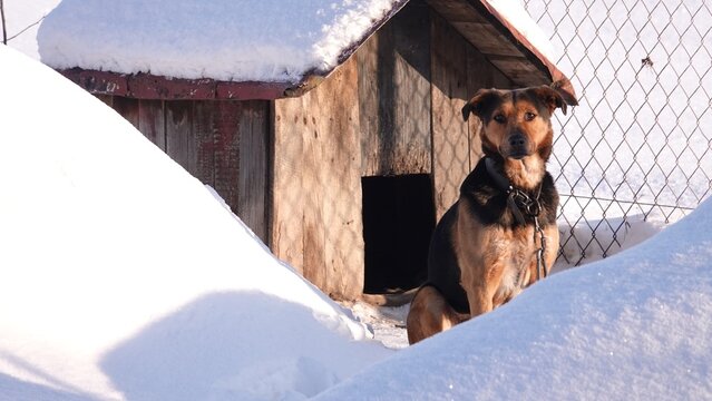Pies siedzący przed budą w czasie zimy