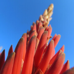日本で冬にアロエがオレンジ色の花を咲かせています
