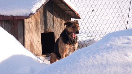 Pies siedzący przed budą w czasie zimy