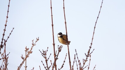 Ptaki siedzące na gałązkach drzew w okresie zimowym. Sikorki siedzące na gałązkach nagich drzew. 