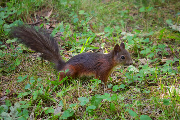 A red squirrel jumps among grass and fallen leaves in an autumn park.