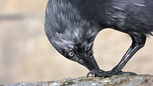 Jackdaw (Corvus monedula) with plumage pigment abnormality (Leucism) in closeup and slow motion, eating seeds on top of a stone wall. January, Kent, UK [Slow motion x10]
