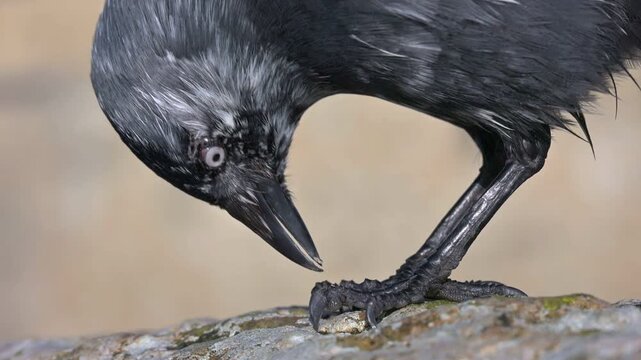 Jackdaw (Corvus monedula) with plumage pigment abnormality, breaking open a tough seed on top of a stone wall. January, Kent, UK [Slow motion x10]