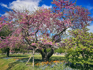 Tuileries Garden in spring with flowering trees, flower bedson on sunny clear day. Paris, France.
