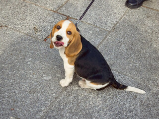 An adorable Beagle puppy sits on a street in Paris, France.