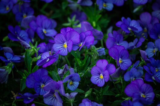 purple crocus flowers in spring