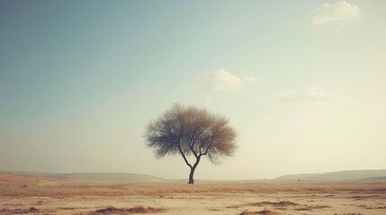 Solitary Tree Silhouette Against Pale Sky in Arid Landscape
