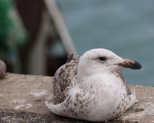 Young seagull on the pier