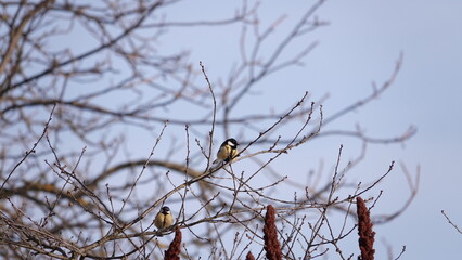 Ptaki siedzące na gałązkach drzew w okresie zimowym. Sikorki siedzące na gałązkach nagich drzew. 