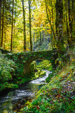 Beautiful ancient stone bridge lost in a forest