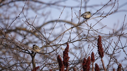 Ptaki siedzące na gałązkach drzew w okresie zimowym. Sikorki siedzące na gałązkach nagich drzew. 