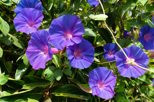 Beautiful vibrant purple morning glory flowers blooming in a lush green garden under bright natural sunlight on a summer day.