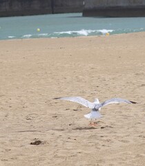 seagull flying on the beach